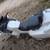 BMW '84 R80ST 89K & now A variety of rides reducing 14 thumbnail