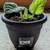 African Violet, Live Plants 6 thumbnail