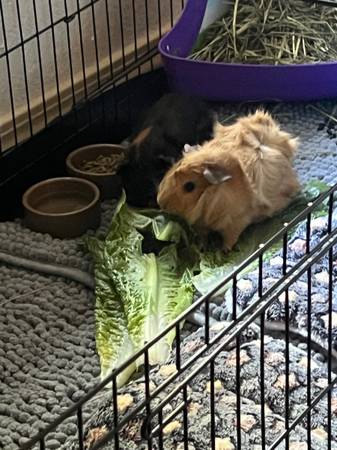 Guinea pigs63853558056321124