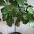 Fiddleaf Fig Tree (7 ft Tall with pot) 2 thumbnail
