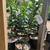 Citrus Trees 2 Feet Tall $20 - More Than 5000 Trees To Choose From $20 12 thumbnail