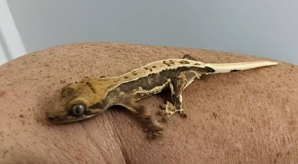 LILLY WHITE CRESTED GECKO 1