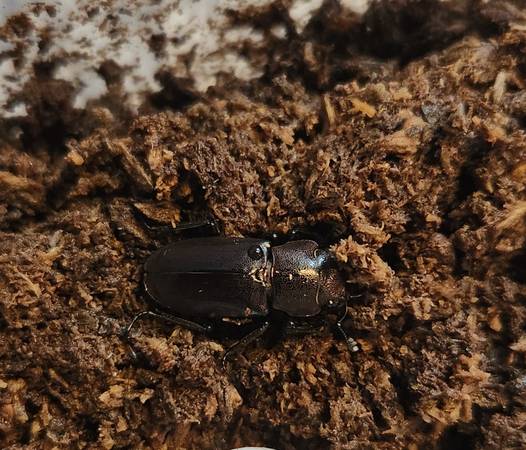 Cyclommatus metallifer (Methuen)63655747445763121