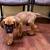 Great Dane pups 11 thumbnail