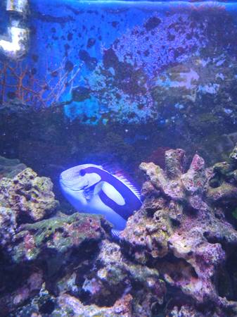 Blue Hippo Tang 8 inch - general for sale - by owner