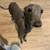 Mini ig Italian greyhound for adoption 3 thumbnail
