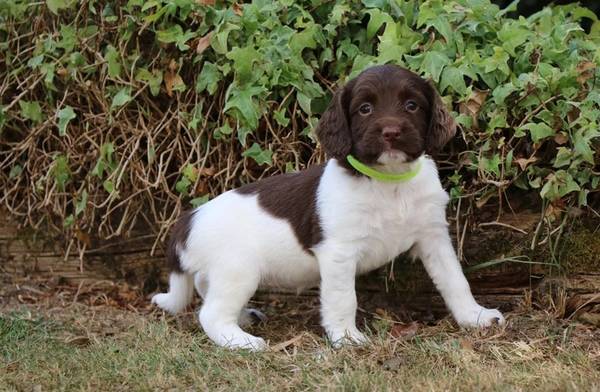Cute Springer Spaniel Looking for a Home Six07283016Five63684416456963120