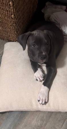 Pitbull Puppy Pets Craigslist 00303 4uQF4T4mb44 0fb0t2 600x450