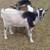 ADGA Nigerian Dwarf Does 7 thumbnail