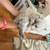 persian kitten 2 thumbnail