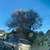 TREE  REMOVE & CLEAN UP SERVICES PREVENT FIRE EAST BAY 3 thumbnail
