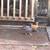 Bantam Serama Chicks and Roosters 5 thumbnail