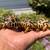 Radiated Hatchlings * 7 thumbnail