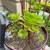 FREE SUCCULENTS AND SUCCULENT DIRT 3 thumbnail