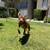 EXPERIENCED DOG HANDLERS, PAID OPPORTUNITY TO DOG FOSTER! SAVE A LIFE! 8 thumbnail