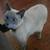Lost cat 1000.00 reward 14 thumbnail