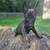 Dutch Shepherd 1 thumbnail