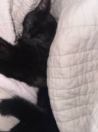 ADOPT US ASAP! (Cat & Kitten) (Mooresville)63927658255747120