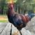 Rooster needs a new flock 5 thumbnail