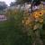 Flower planning 8 thumbnail