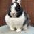 Netherland Dwarf Rabbit (female) 2 thumbnail
