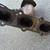 2003-07 Cadillac CTS Exhaust / Brake Pedal 9 thumbnail