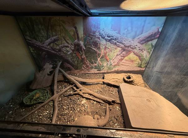 Dragón Barbudo y Uromastyx para reubicación (Blanchard)63670608535937120
