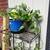 Beautiful plants 2 thumbnail
