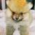 Pomeranian 1 thumbnail