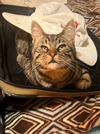 Ollie the cat needs love! 1