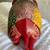 VTG Hand Painted Colorful Wood Carved Elephant Figurine Statue 10 L x 7 H India 8 thumbnail