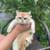 Charming british kittens 2 thumbnail