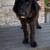 Rehoming Bernedoodles 9 thumbnail