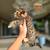 Exotic Savannah Kittens 1k 4 thumbnail