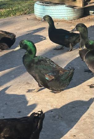 Full Blooded Cayuga Drake 1