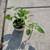 Indoor plant 2 thumbnail