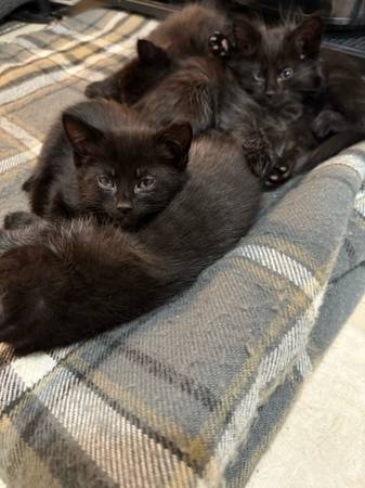 Black Kittens, Small Rehoming Fee (Zanesville)63856920804995120