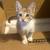 calico kitty 1 thumbnail