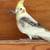 Handfeed cockatiel 4 thumbnail