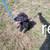 Border Collie mix 3 thumbnail