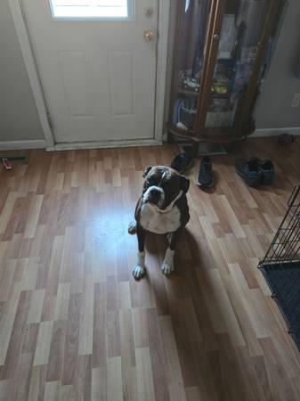 Macho boxer de raza pura con pelaje atigrado (Manchester)63897442831491123