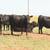 3 & 4 Yr. Old Heavy Bred Angus Cows 13 thumbnail