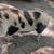 KuneKune pigs for sale 2 thumbnail