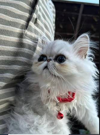 Persian cat (Boiling springs) Six0Seven830162 1