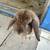 Holland lop bunny 3 thumbnail