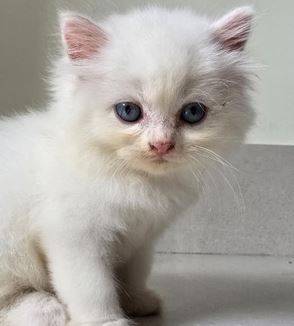 Persian baby kittens* 1