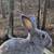 Flemish giant mix bunnies 6 thumbnail