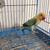 Lovebirds y Greencheek Parrots 8 thumbnail