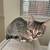 Kittens 3 thumbnail