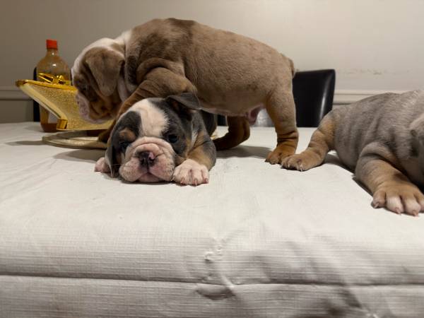 8-week-old puppies (Peachtree Corners)63922480965122121